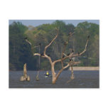 Fisherman Postcard