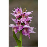 Fisher's Orchid Photo Cutout