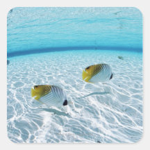 Fishes in the sea 2 stickers
