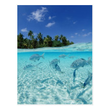 Fishes in the sea post cards