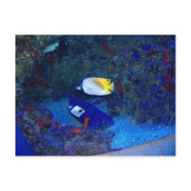 Fishes of Hawaii Post Cards