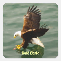 Fishing Bald Eagle Motivational Sticker Set