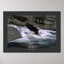 Fishing Bald Eagle & River, Wilderness Art Print