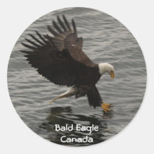 Fishing Bald Eagle Wildlife Gift Sticker