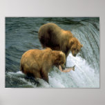 Fishing Bears 1 posters