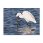 Fishing Egret postcards