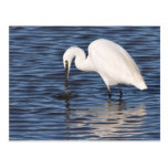 Fishing Egret Postcard
