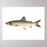 Fishing poster - Lake Trout Fish