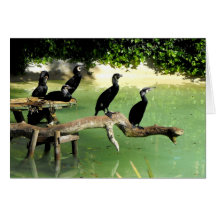 Five cormorants in springtime cards
