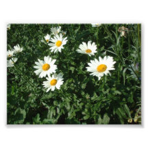 Five Daisies Art Photo