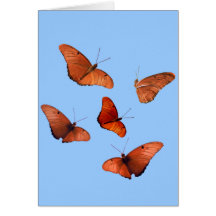 Five Julia Butterflies Cards