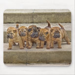 Five Shar-Pei Pups in a Row mousepads