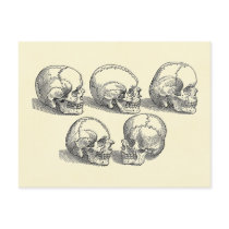 Five Skulls Post Cards