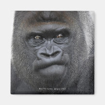 Flachlandgorilla, Gorilla Fridge Magnets