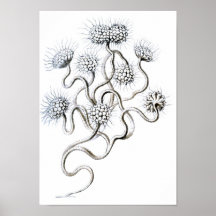 Flagellata, Ernst Haeckel Fine Vintage Posters
