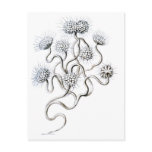 Flagellata, Ernst Haeckel Post Card