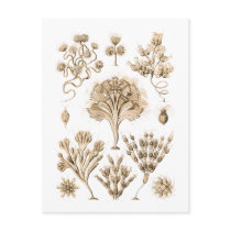 Flagellata Postcard