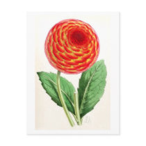 "Flambeau Dahlia" Vintage Illustration Post Cards