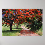 Flamboyan trees print