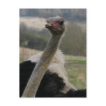 Flamboyant Ostrich Postcard