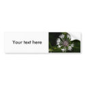 Flamboyant White bumper stickers
