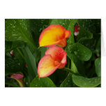 Flame Calla. cards