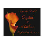 Flame Calla Lily postcards