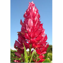 Flame Flower cutout magnet Acrylic Cut Outs