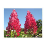 Flame flower postcards