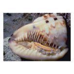 Flame helmet (Cassis flammea) Shell Invitation