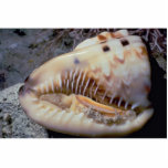 Flame helmet (Cassis flammea) Shell Cut Outs