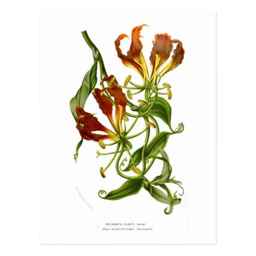 Flame lily (Gloriosa superba) Post Card
