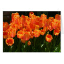 Flaming Tulips cards