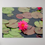 Flaming Water Lily print
