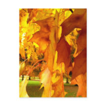 Flaming Yellow Post Cards