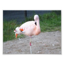 Flamingo #3 photo