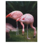 Flamingo - A set of Flamingos Full Color Flyer