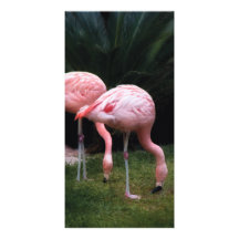 Flamingo - A set of Flamingos Personalised Photo Card