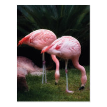 Flamingo - A set of Flamingos Postcard