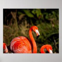 Flamingo bird posters