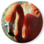 Flamingo buttons
