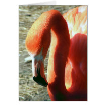 Flamingo Greeting Cards