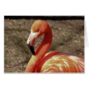 Flamingo cards