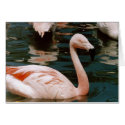 Flamingo Card