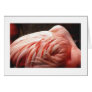Flamingo Greeting Cards