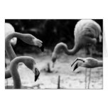 Flamingo Chatter Greeting Card