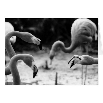 Flamingo Chatter Greeting Card by johncleck