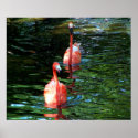 Flamingo Couple posters