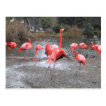 flamingo dance postcards
