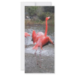 flamingo dance personalized rack card